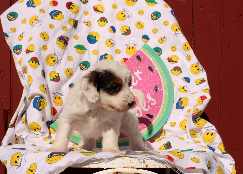 puppy, for, sale, Mini Bernedoodle F2, Matthew B. Stoltzfus, dog, breeder, Gap, PA, dog-breeder, puppy-for-sale, forsale, nearby, find, puppyfind, locator, puppylocator, aca